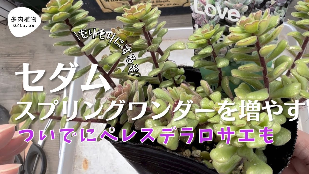 Succulents #136] Propagating Sedum 'Spring Wonder' 🌱 - YouTube