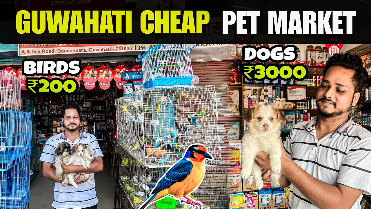 Guwahati Cheapest Pet Market! Birds @ ₹200 & Dogs @ ₹3000 | Dog Market in Guwahati