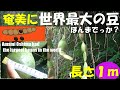 奄美大島でこの場所にだけ世界最大の豆・モダマの自生地が The world's largest bean "Entada rheedii" was native to Amami Oshima.