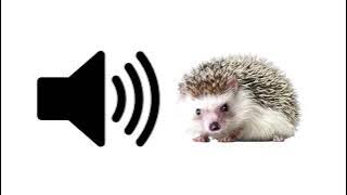 Hedgehog - Sound Effect | ProSounds