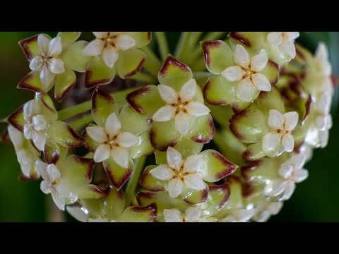 Video: Kako razmnožavate Viburnum Tinus?