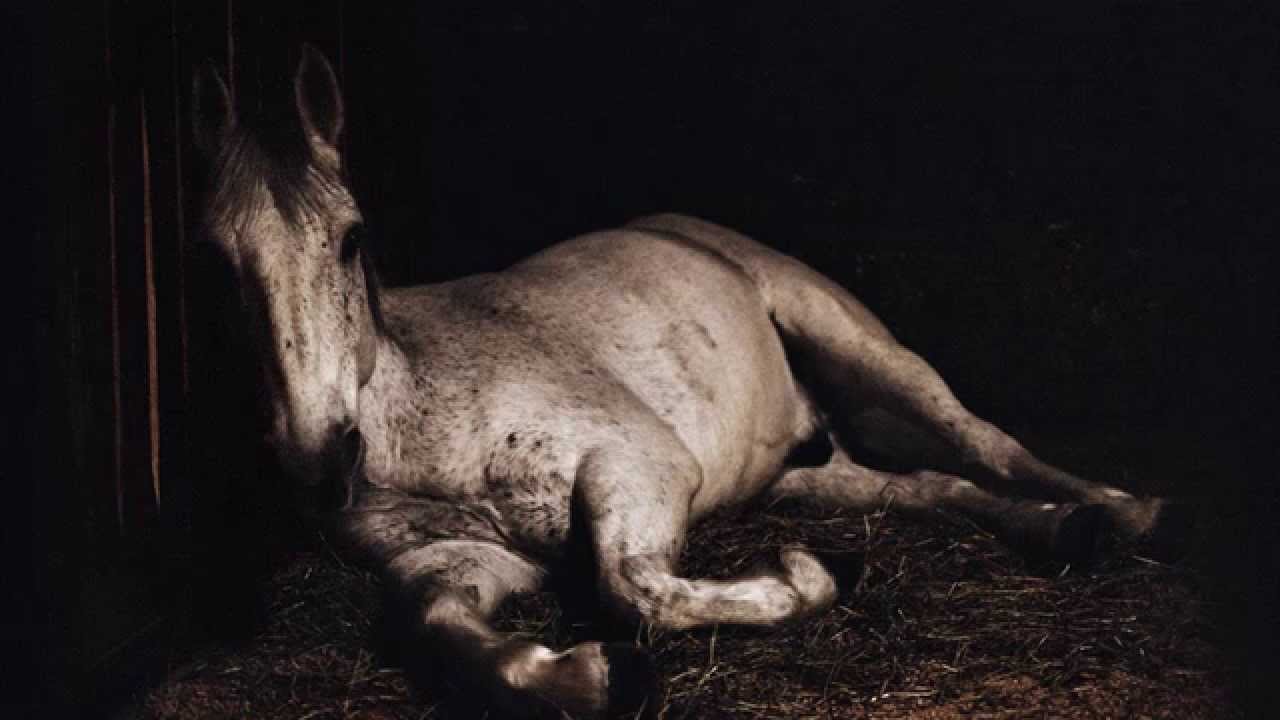 Charlotte Dumas - Anima - The Burial Horses - Photography - YouTube