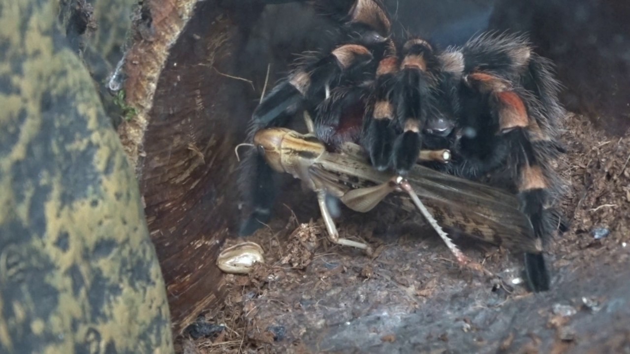 vogelspin lekker eten 1 - YouTube