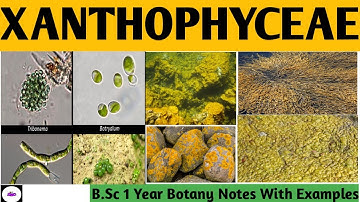 XANTHOPHYCEAE (YELLOW GREEN ALGAE) |  CLASSIFICATION OF ALGAE | B.sc Botany Notes | ZBC
