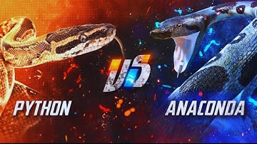 Python vs Anaconda – The Deadliest Snake Face-Off!
