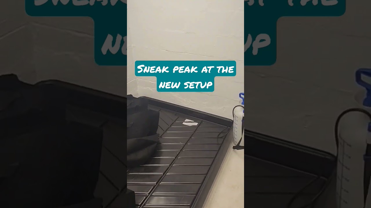 sneak peak at the new eyegrow hq