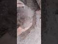 white concrete with sand cement texture Dust-play + mixing🔥💨🤤#asmr #satisfying #concrete #mixing #yt