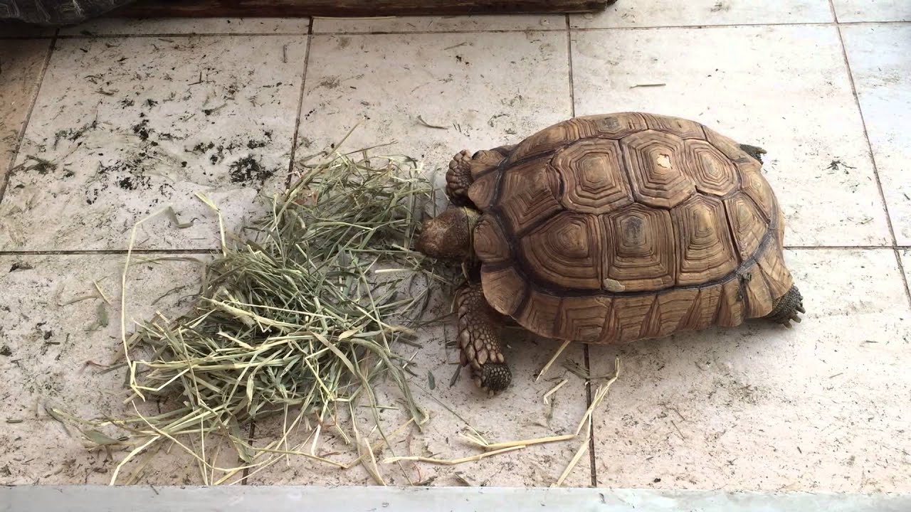 timothy hay for tortoises