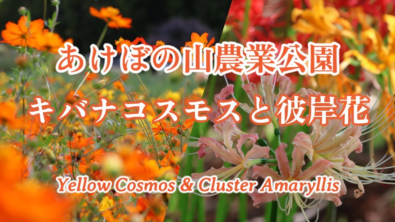 あけぼの山農業公園】キバナコスモス＆彼岸花（曼殊沙華）/Akebonoyama