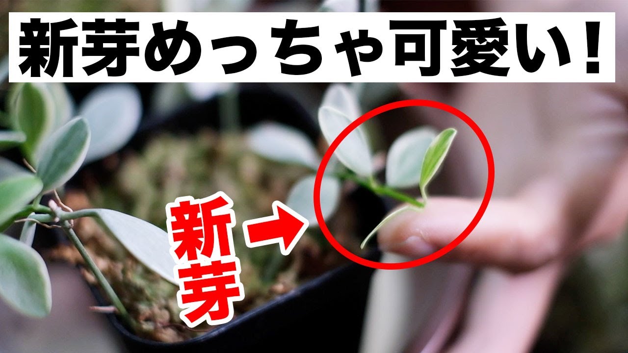 観葉植物 ディスキディア シュガーエメラルディの増殖に成功しました カンガルーポケット Youtube