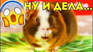 ЧТО Я НАДЕЛАЛА! ХОТЕЛА КАК ЛУЧШЕ... Перхоть у Морской Свинки / SvinkiShow ЧТО Я НАДЕЛАЛА! ХОТЕЛА КАК ЛУЧШЕ... Перхоть у Морской Свинки / SvinkiShow