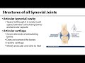 Understanding Synovial Joints