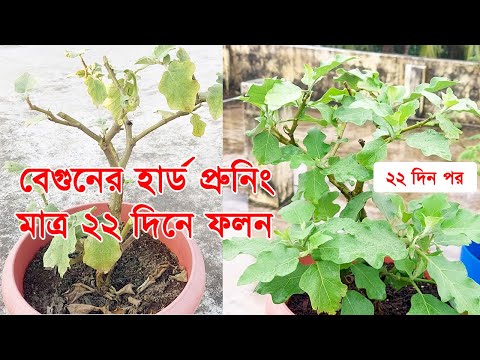 বেগুনের হার্ড প্রুনিং। মাত্র ২২ দিনে নতুন গাছের চেয়ে বেশি ফলন। Eggplant...