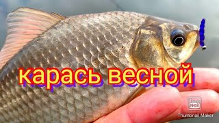 Мормышинг.Весна.Карась на мормышку.