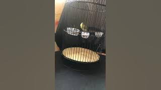 Pleci Dakun Nembak WitWit Bren Ciblek