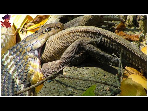 15 Momentos De Caza Por Los Reptiles, Lagartos Y Serpientes Más Mortíferos
