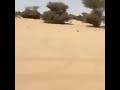 سرسري وما أتوب