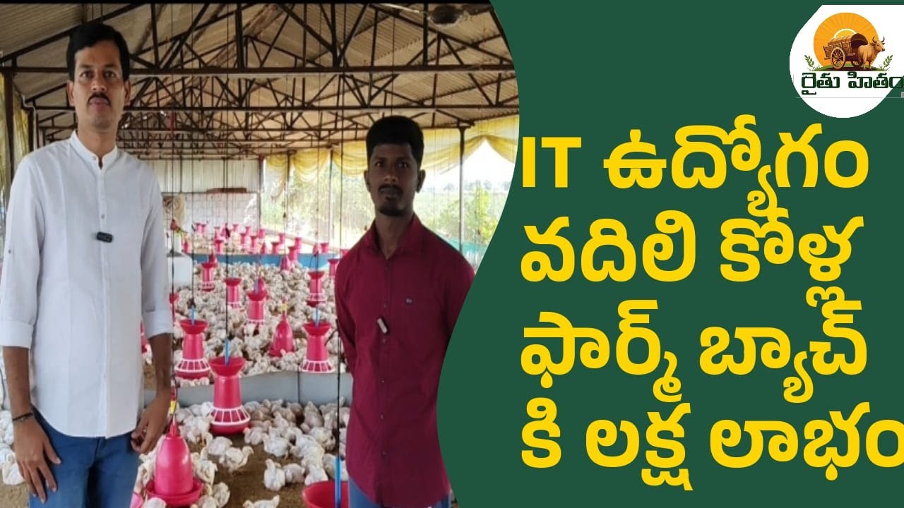 పౌల్ట్రీ ఫార్మింగ్ # 14 లక్షల ఖర్చు తో కోళ్ల ఫార్మ్ బ్యాచ్ కి లక్ష లాభం #poultryfarming#raithuhitham