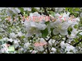 リンゴの花が咲いていた  森昌子  (70年代レコードより)
