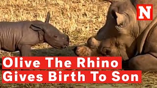 Olive The White Rhino Gives Birth To Adorable Baby Calf