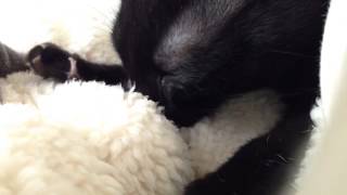 Baby kitten suckles blanket
