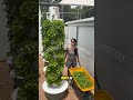 Aprende a cultivar tus alimentos desde casa🥦🥬#hidroponía