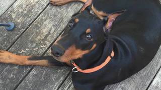 $5K reward offered after dog found shot, discarded in trash bag in Wakefield