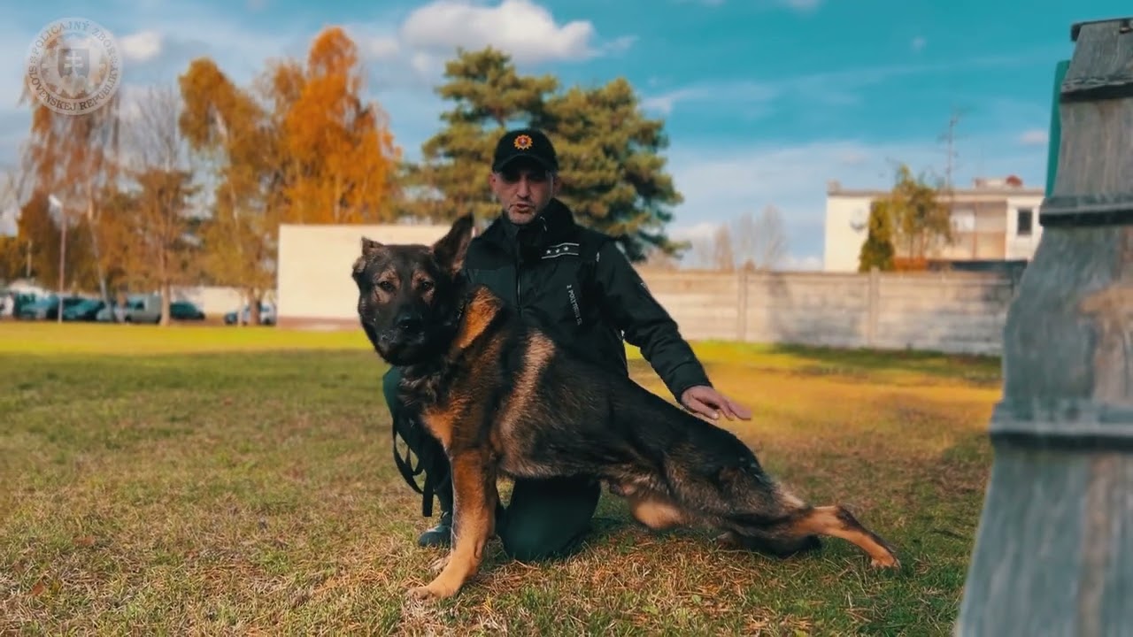 NAJLEPŠÍ POLICAJNÝ PES (1.): TOTO JE ARGO Z PREŠOVSKÉHO KRAJA