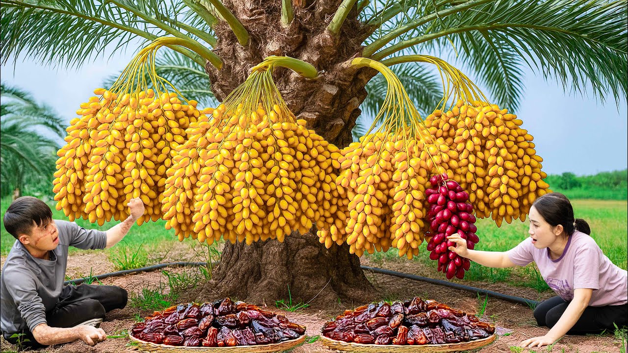 Harvesting Golden Dates Go to Market Sell | How to dry dates in a stainless steel cup | Lý Thị Hoa