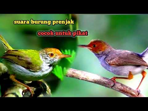 SUARA PIKAT BURUNG PRENJAK PALING AMPUH