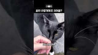 고양이 발이 이렇게까지 귀여움?