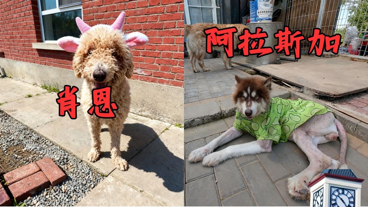 狗場又來一隻長的跟羊一樣的小狗！太子當成羊上去就咬！吃了一嘴狗毛！ #農村生活_#小狗狗_#不養狗