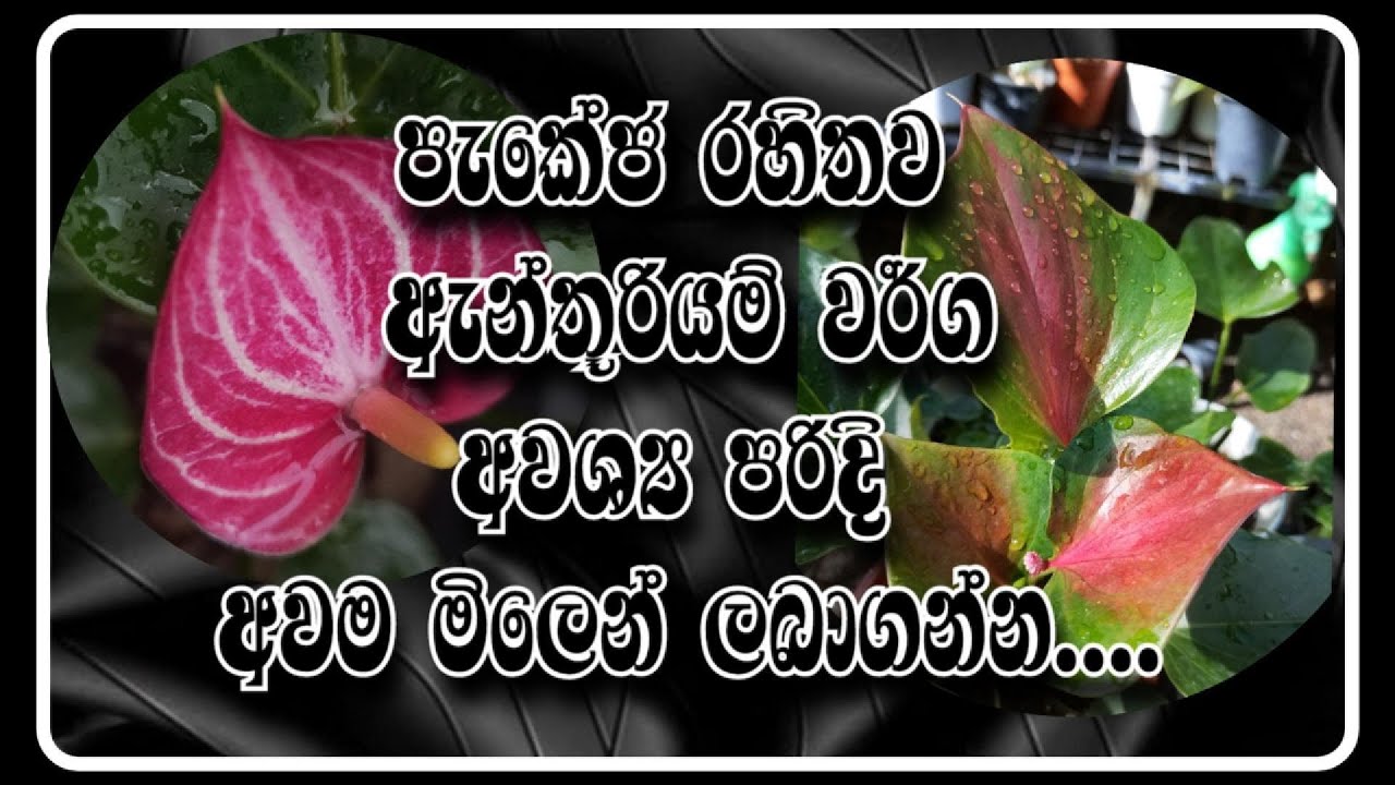💮🌸 පැකේජ රහිතව තම තමන්ට අවශ්‍ය පරිදි , අවශ්‍ය ඇන්තූරියම් වර්ග අවම මිලෙන් මිලට ගන්න..💮🌸 #anthurium