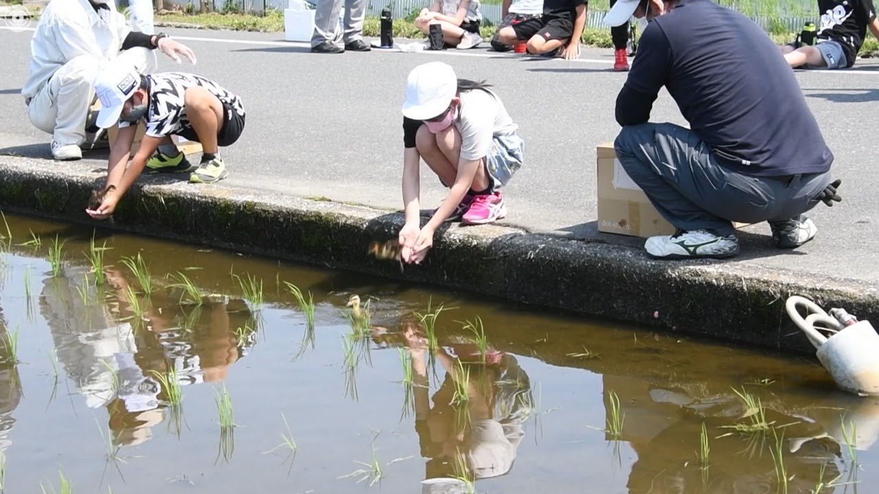 水田にかわいい働き者　小学生がアイガモのヒナ放鳥　福岡・行橋