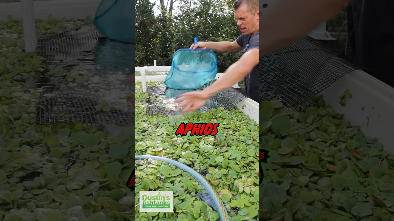 Feeding Aphids To Danios