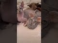 Peterbald cat with look alike slippers の動画、YouTube動画。