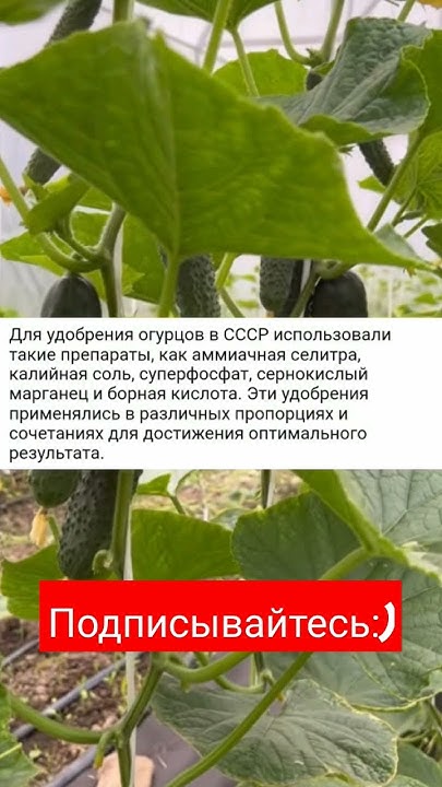 Копеечные удобрение огурцов из СССР, урожай обильный, самим хватает и ...