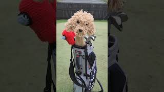 Poodle Golf Diver Headcover Crochet Pattern