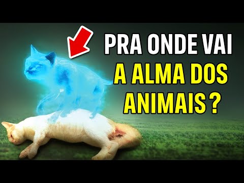 Vídeo: Quando os animais morrem para onde eles vão?