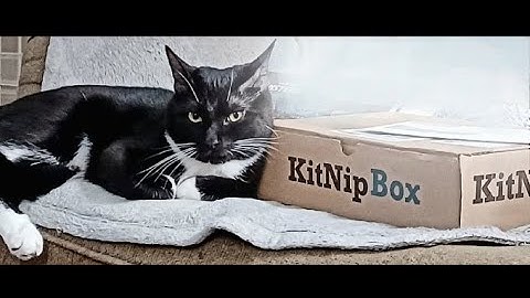 Kit nip unboxing #kitnipbox #unboxingvideo #cattoys