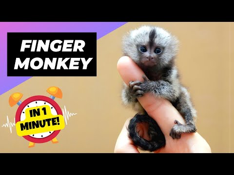 finger monkey