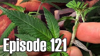 Grafting Cannabis Part 3: Cleft Graft - Episode 121