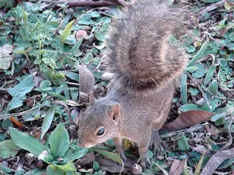 Esquilo Caxinguelê Sciurus sp vídeo II - YouTube