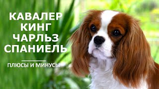 КАВАЛЕР КИНГ ЧАРЛЬЗ СПАНИЕЛЬ. Плюсы и минусы породы CAVALIER KING CHARLES SPANIEL