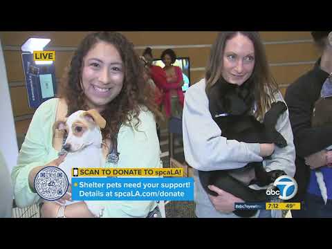 ZA2 KABC PuppyPalooza7am