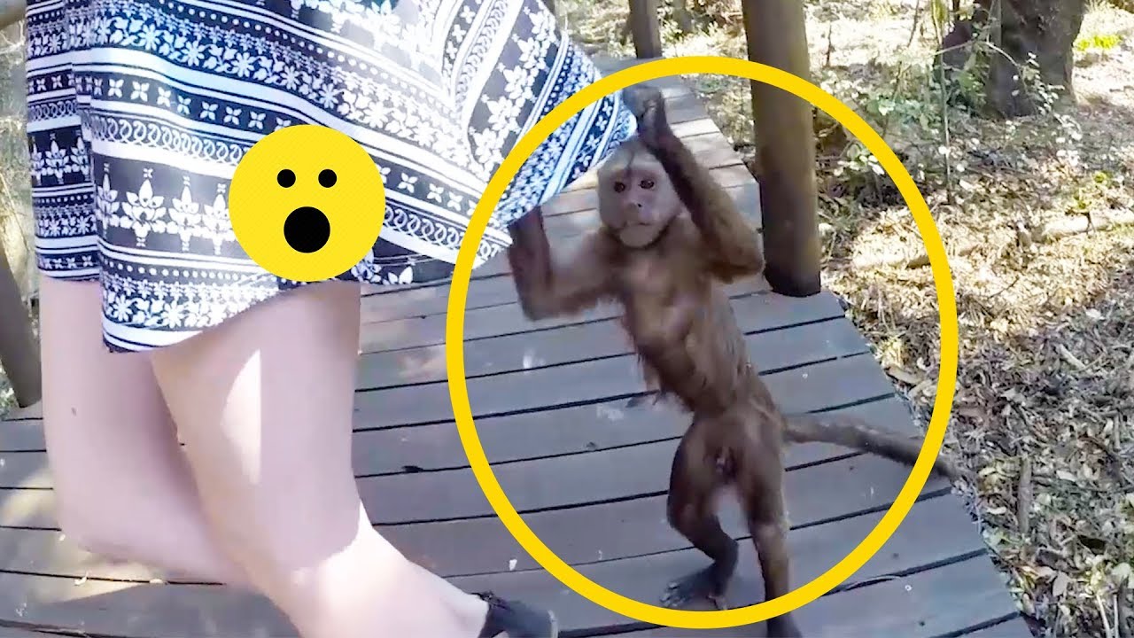 video phone beyonce mp3 Cheeky Monkeys Compilation 2019 | Monkeys Gone Bad