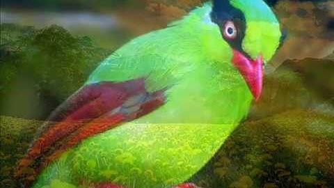 صوت رائع وهادئ يبعث السكينة والاطمئنان - سورة يوسف