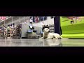 6 m.o. Labrador Nala | Therapy Dog Training | Labrador Trainers 6 m.o. Labrador Nala | Therapy Dog Training | Labrador Trainers