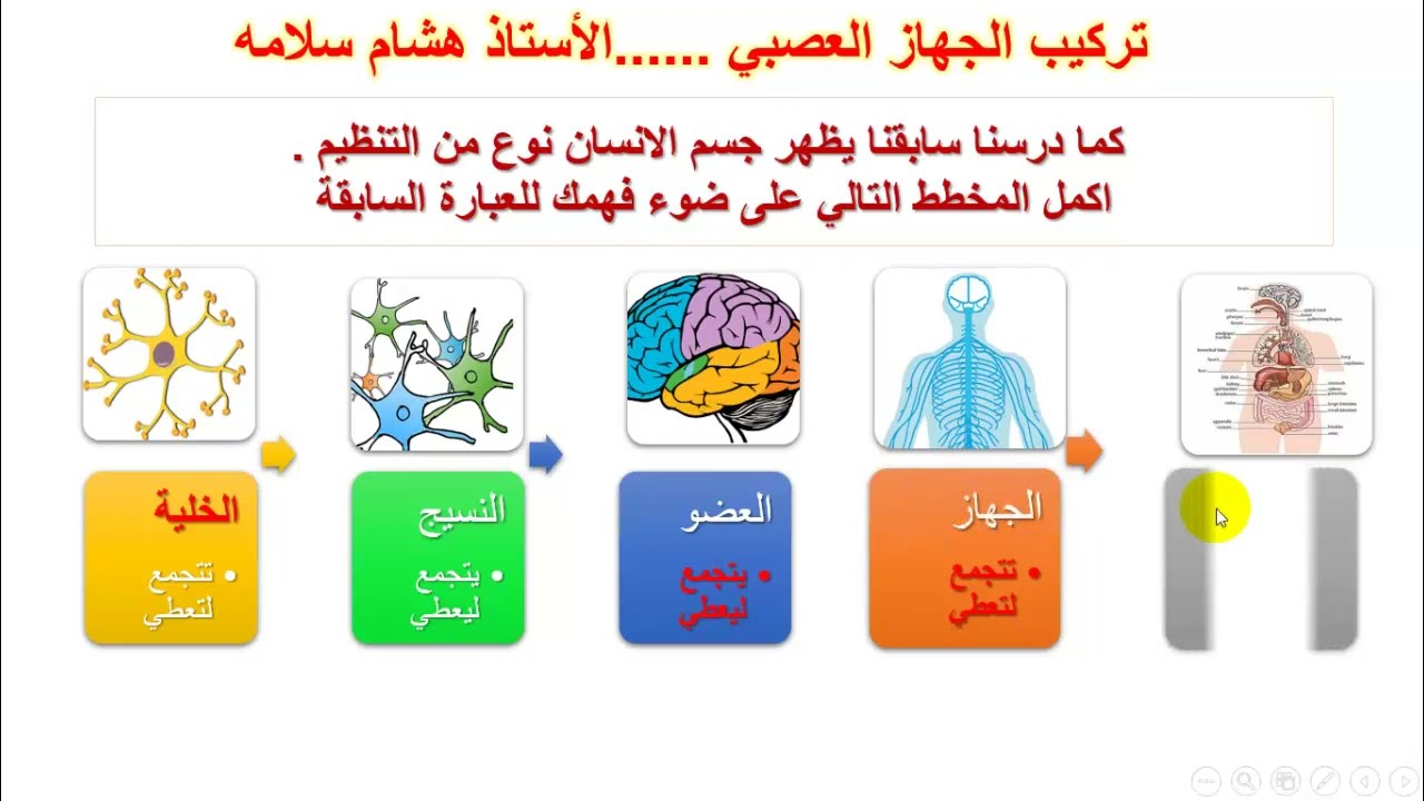 تركيب الجهاز العصبي