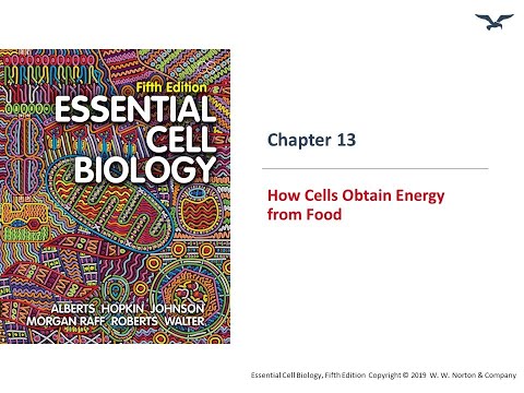How Cells Obtain Energy